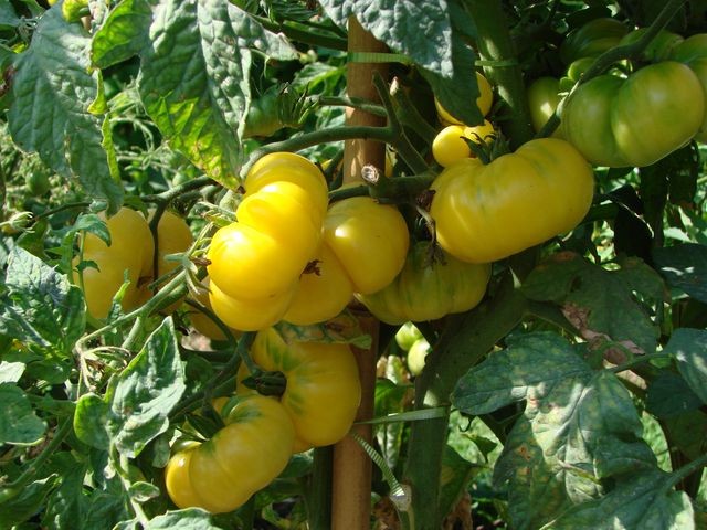 p. fuoco d'oro